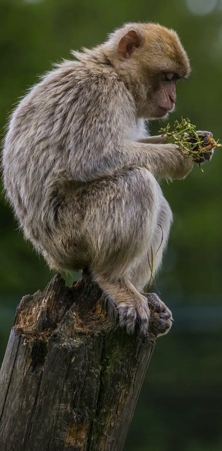 Wandkraft Wildlife 018