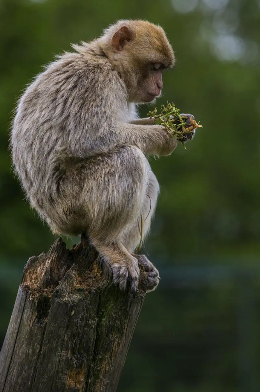 Wandkraft Wildlife 018