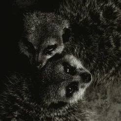 Wandkraft Wildlife 003