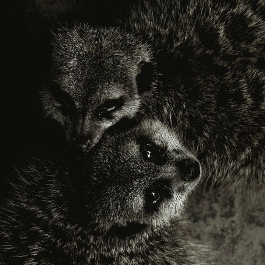 Wandkraft Wildlife 003