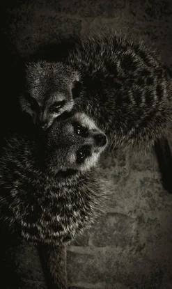 Wandkraft Wildlife 003
