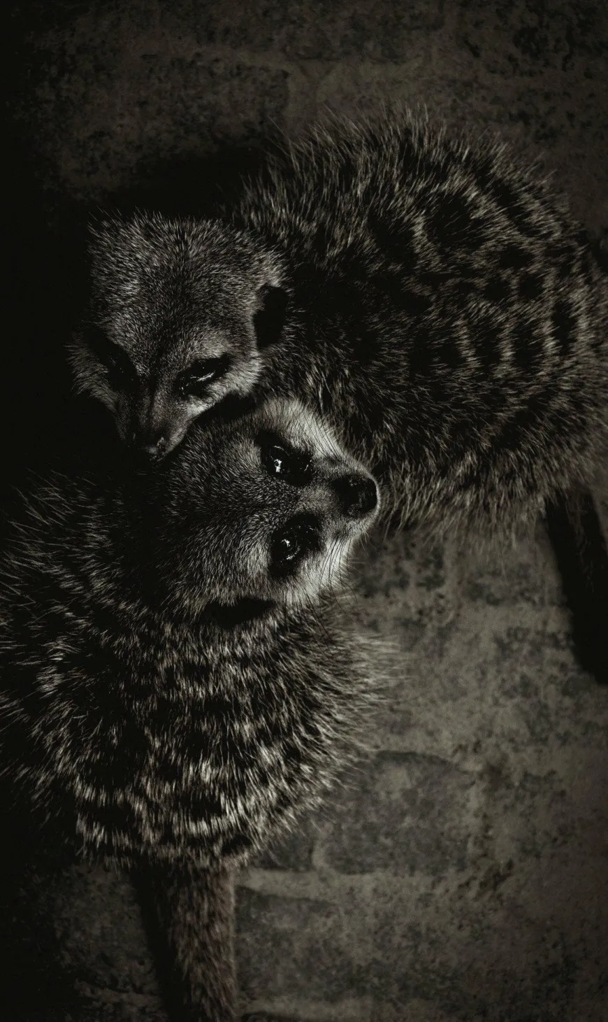 Wandkraft Wildlife 003