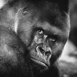 Wandkraft Wildlife 016