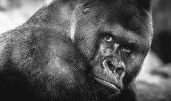 Wandkraft Wildlife 016